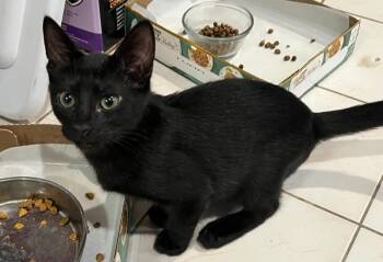 Atlas -  Domestic Short Hair Cat for Adoption in West Palm Beach, Florida - Atlas | PetCurious