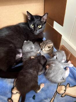 Mama Zula -  Domestic Short Hair Cat for Adoption in Virginia Beach, Virginia - Mama Zula | PetCurious