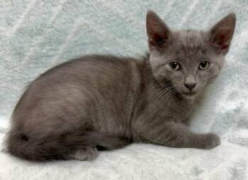 Alvin -  Domestic Short Hair Cat for Adoption in Gary, Indiana - Alvin | PetCurious