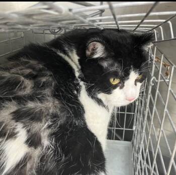 ASH -  Domestic Short Hair Cat for Adoption in Dallas, Texas - ASH | PetCurious