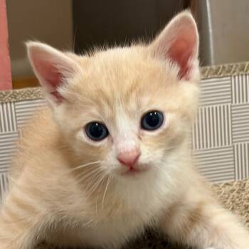 Muffin - Costa Mesa Location -  Domestic Short Hair Cat for Adoption in Chino Hills, California - Muffin - Costa Mesa Location | PetCurious