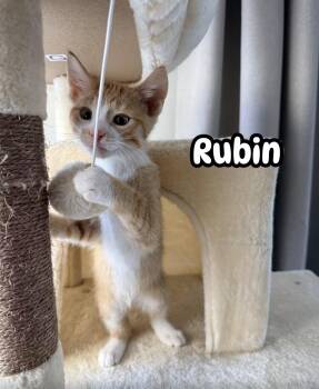 Rubin -  Domestic Short Hair Cat for Adoption in Farmington, Minnesota - Rubin | PetCurious