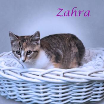 Zahra C26-177 -  Domestic Short Hair Cat for Adoption in Lebanon, Tennessee - Zahra C26-177 | PetCurious