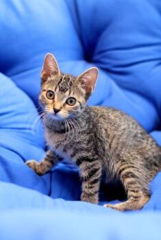 Fish Sticks -  Domestic Short Hair Cat for Adoption in Chicago, Illinois - Fish Sticks | PetCurious