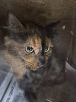 Nf 18 -  Domestic Short Hair Cat for Adoption in Lawrenceville, Georgia - Nf 18 | PetCurious