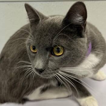 Domestic Short Hair Cats Available for Adoption - Penelope | PetCurious