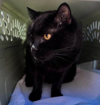 Onyx -  Domestic Short Hair Cat for Adoption in Gorham, Maine - Onyx | PetCurious