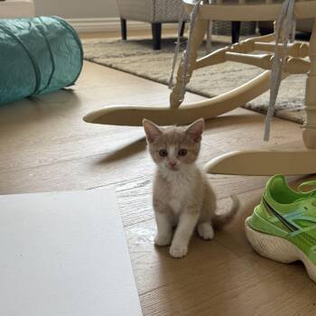 Domestic Short Hair Cats Available for Adoption in Spokane, Washington - Ushi | PetCurious