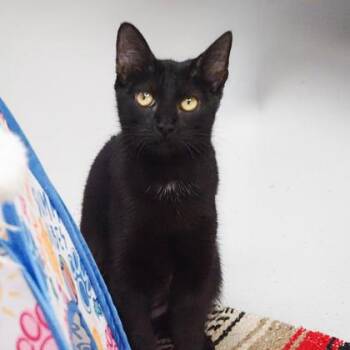 Aang -  Domestic Short Hair Cat for Adoption in Largo, Florida - Aang | PetCurious