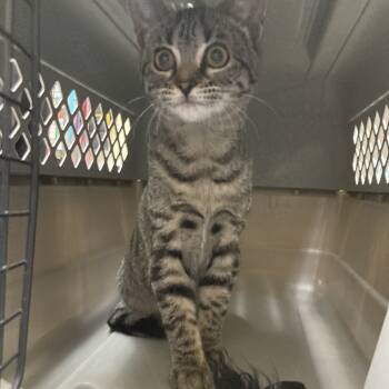 Rescue Domestic Short Hair Cats for Adoption in Galveston, Texas - Pickles | PetCurious