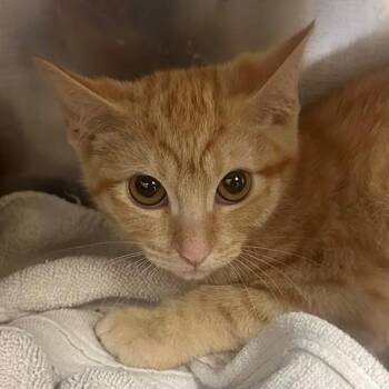 Gretch -  Domestic Short Hair Cat for Adoption in Walnut Creek, California - Gretch | PetCurious