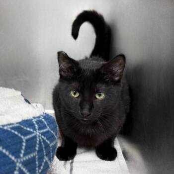 Domestic Short Hair Cats Available for Adoption - Crumble | PetCurious