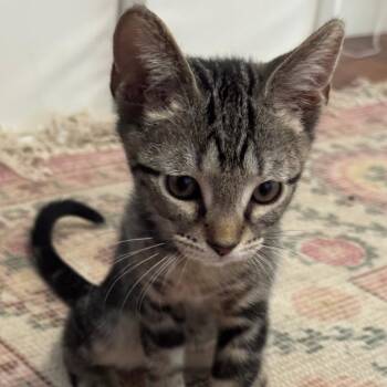 Peele -  Domestic Short Hair Cat for Adoption in Tempe, Arizona - Peele | PetCurious