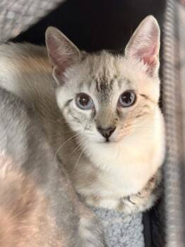 Barbara -  Domestic Short Hair Cat for Adoption in Memphis, Tennessee - Barbara | PetCurious