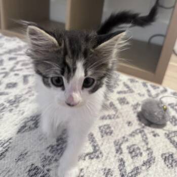 Strawberry Theobald -  Domestic Medium Hair Cat for Adoption in Eagle Mountain, Utah - Strawberry Theobald | PetCurious