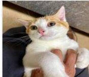 Theo -  Domestic Short Hair Cat for Adoption in Raleigh, North Carolina - Theo | PetCurious