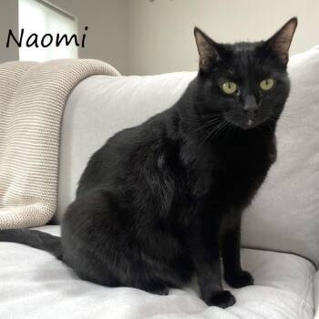 Domestic Short Hair Cats Available for Adoption - Naomi | PetCurious