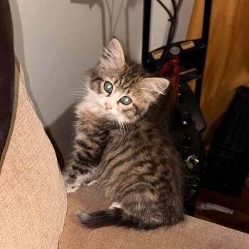 *Courtesy Listing - Ladarrius -  Domestic Short Hair Cat for Adoption in Tuscaloosa, Alabama - *Courtesy Listing - Ladarrius | PetCurious