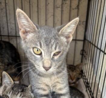 Rescue Domestic Short Hair Cats for Adoption in Honolulu, Hawaii - Sirius | PetCurious