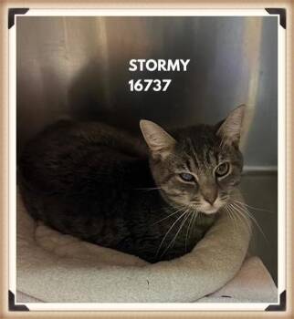 Domestic Short Hair Cats Available for Adoption - Stormy(685) | PetCurious