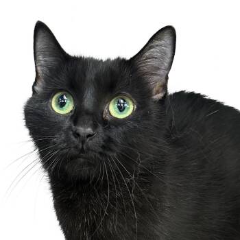 Rescue Domestic Short Hair Cats for Adoption in Lemont, Illinois - Crow | PetCurious