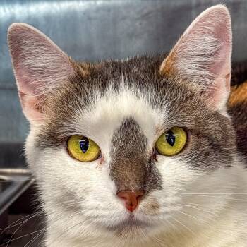 Domestic Short Hair Cats Available for Adoption - Coco | PetCurious