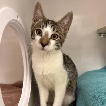 Akamu -  Domestic Short Hair Cat for Adoption in Redwood City, California - Akamu | PetCurious