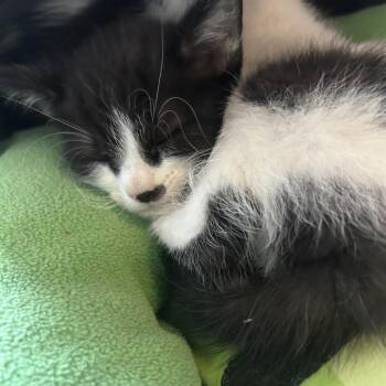 Camaro -  Domestic Short Hair Cat for Adoption in Hemet, California - Camaro | PetCurious