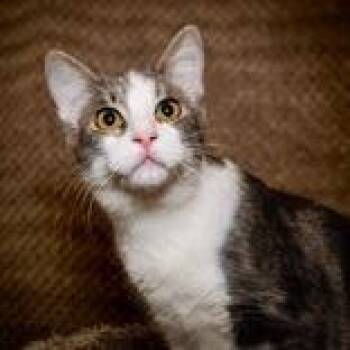 Vera -  Domestic Medium Hair and Mixed Breed Cat for Adoption in Santa Fe, Texas - Vera | PetCurious