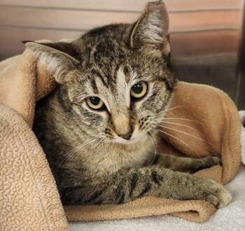 Domestic Short Hair Cats Available for Adoption - Kadaj | PetCurious