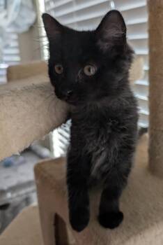 Wilbur Cutie Wright -  Domestic Short Hair and Tabby Cat for Adoption in Chandler, Arizona - Wilbur Cutie Wright | PetCurious