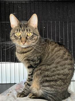 Rescue Tabby Cats for Adoption in Huntington, New York - Matteo | PetCurious