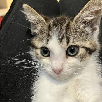 Domestic Medium Hair Cats Available for Adoption in Ferndale, Michigan - Amalfi | PetCurious