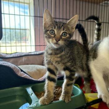 Kourtney -  Domestic Short Hair Cat for Adoption in Stephenville, Texas - Kourtney | PetCurious