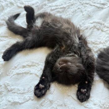 Gage -  Domestic Medium Hair Cat for Adoption in Chicago, Illinois - Gage | PetCurious