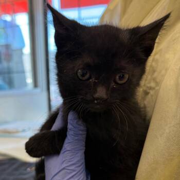 Verstappen -  Domestic Short Hair Cat for Adoption in Salt Lake City, Utah - Verstappen | PetCurious