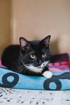 95083a Leo -  Domestic Short Hair Cat for Adoption in North Charleston, South Carolina - 95083a Leo | PetCurious