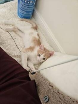 Goldie -  Domestic Short Hair Cat for Adoption - Goldie | PetCurious