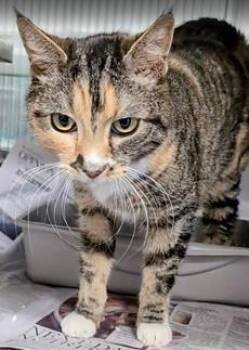 Domestic Short Hair Cats Available for Adoption - Maeve | PetCurious
