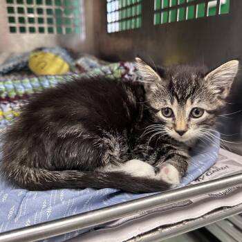 Adele -  Domestic Short Hair Cat for Adoption in Mount Vernon, Indiana - Adele | PetCurious