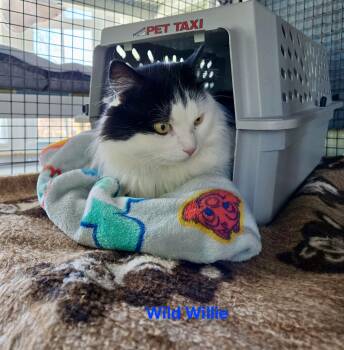 Domestic Medium Hair Cats Available for Adoption - Wild Willie | PetCurious