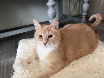 Big Al -  Domestic Short Hair Cat for Adoption in Chisholm, Minnesota - Big Al | PetCurious