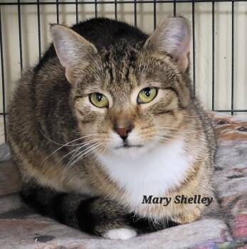 Rescue Domestic Short Hair Cats for Adoption in Cedar Rapids, Iowa - Mary Shelley | PetCurious