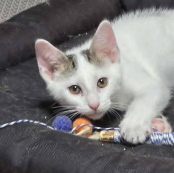 Cricket -  Tabby and Domestic Short Hair Cat for Adoption in Shippenville, Pennsylvania - Cricket | PetCurious