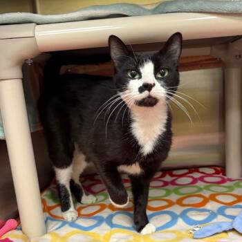 Stracy -  Domestic Short Hair Cat for Adoption in Keizer, Oregon - Stracy | PetCurious