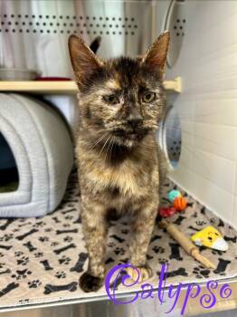 Domestic Short Hair Cats Available for Adoption in West Union, Ohio - Calypso | PetCurious