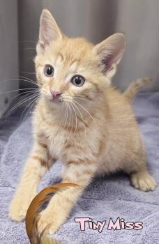 Tiny Miss -  Domestic Short Hair Cat for Adoption in Mason, Michigan - Tiny Miss | PetCurious
