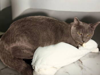 Rescue Domestic Short Hair Cats for Adoption in Champaign, Illinois - Clyde | PetCurious