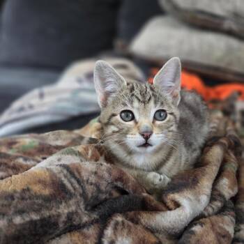 Sonny (Green) -  Domestic Short Hair Cat for Adoption in Belfair, Washington - Sonny (Green) | PetCurious