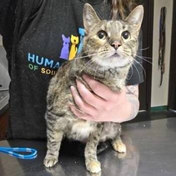 Domestic Short Hair Cats Available for Adoption in Springfield, Missouri - Lagertha | PetCurious